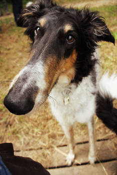 Borzoi