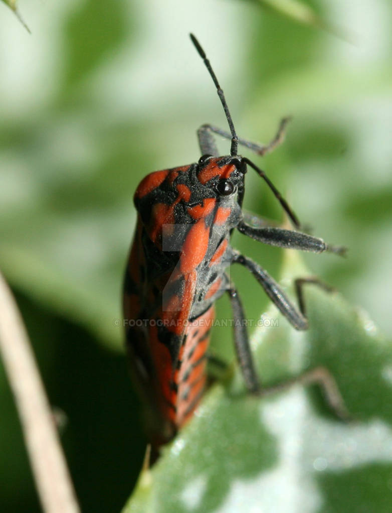 Firebug Closeup 2 by Footografo on DeviantArt