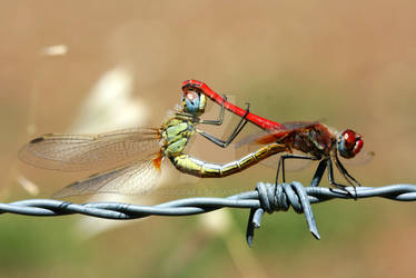 Mating 2