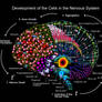 NEUROGENESIS