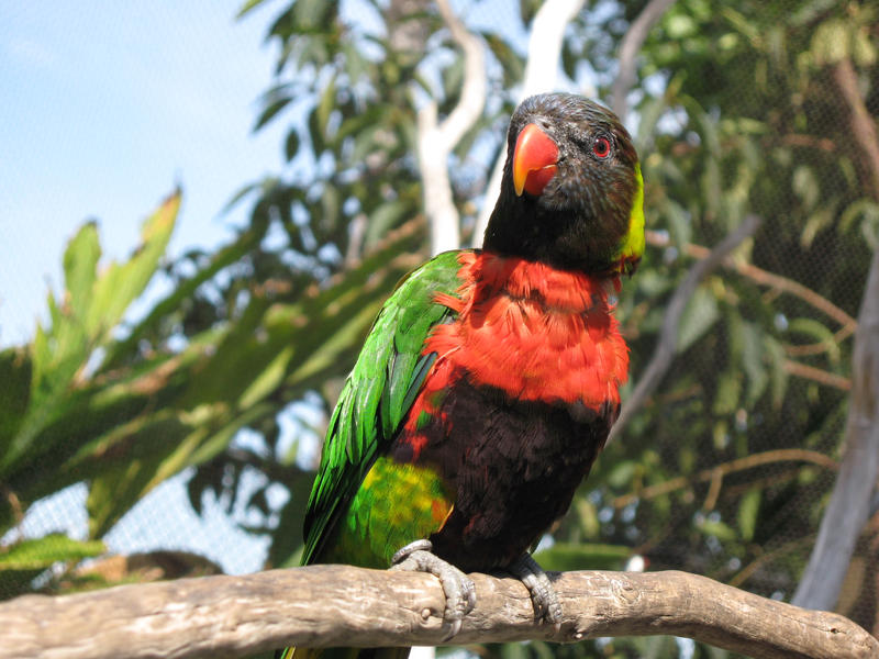 Opt Parrot Parrot Photo Opt by TheEnchanted on DeviantArt