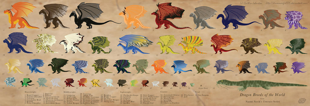 Dragon Reference Guide Dragon Reference Sheet by DrummerGirl375 on DeviantArt