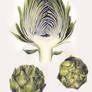 Artichoke Study