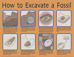 How to Excavate a Fossil by DrummerGirl375