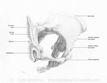 Sagital Cross-section of a Pelvis