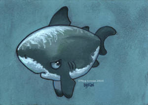 Grumpy White Shark