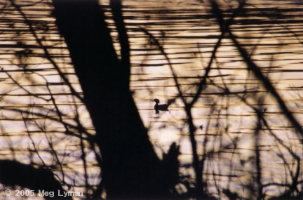 Morning Wood Duck