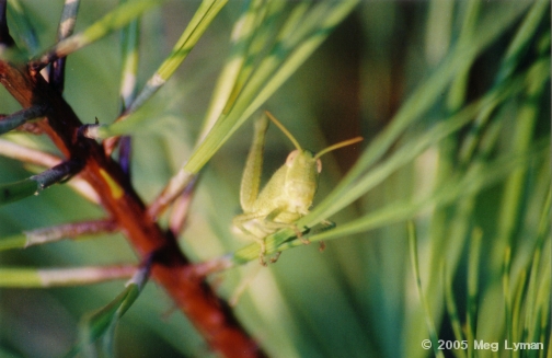 Cute Hopper