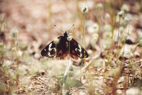 Buckeye