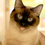 Simon