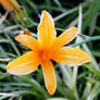 Flower n such