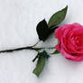 Cold Love