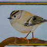 Goldcrest (Bird)