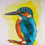 Kingfisher bird