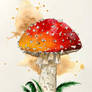 Toadstool mushroom