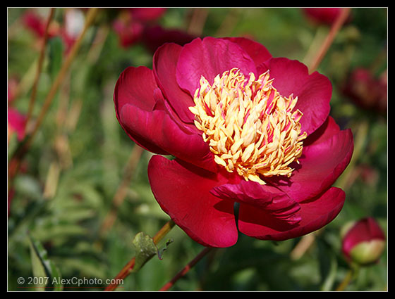 Butchart Gardens Flower