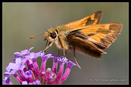 Woodland Skipper