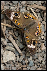 Buckeye Butterfly