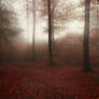 STOCK : FALL FOREST : PRE-MADE BACKGROUND