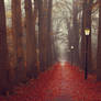 STOCK : AUTUMN / FALL FOREST : PREMADE BACKGROUND