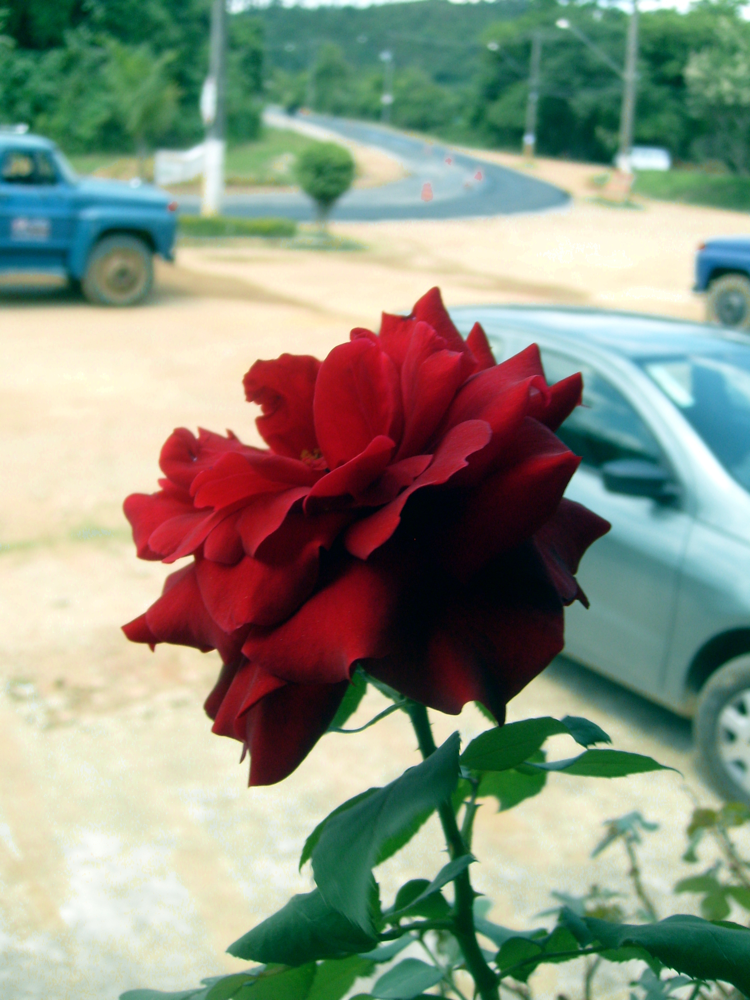 A Flower in Terra Preta