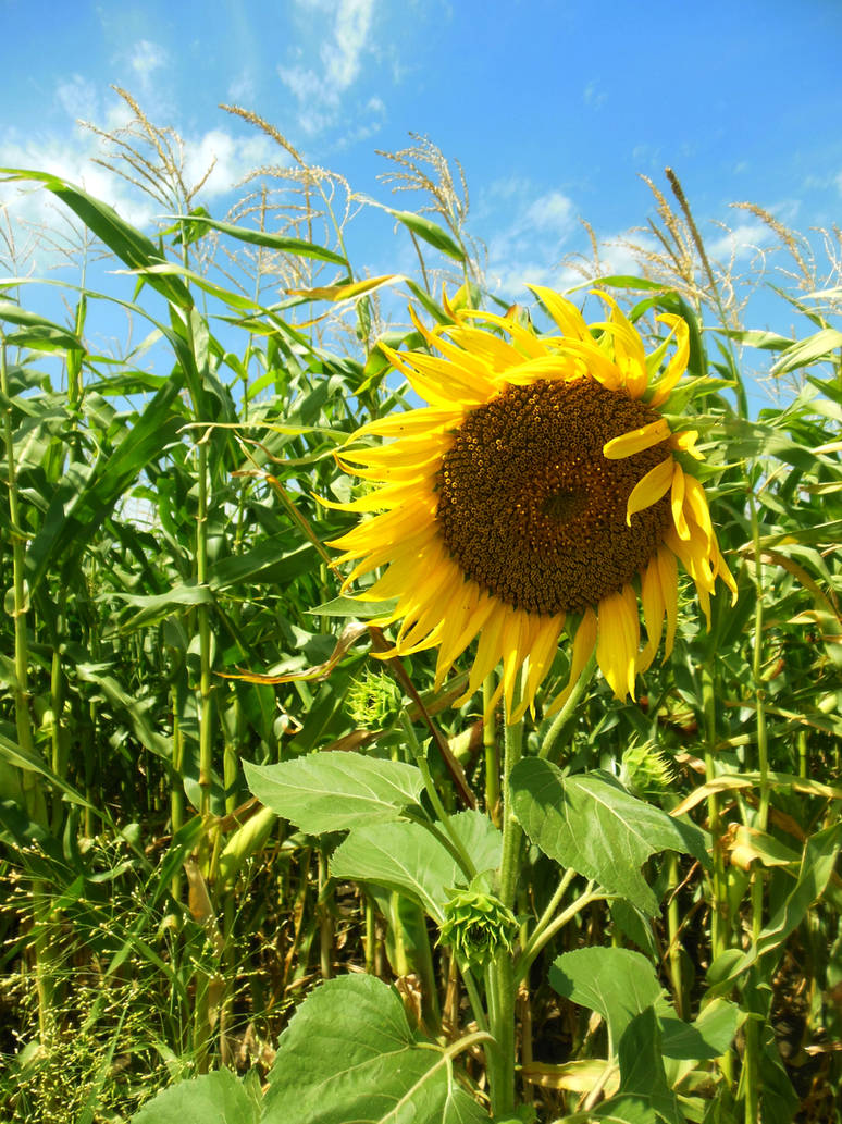 Sunflower