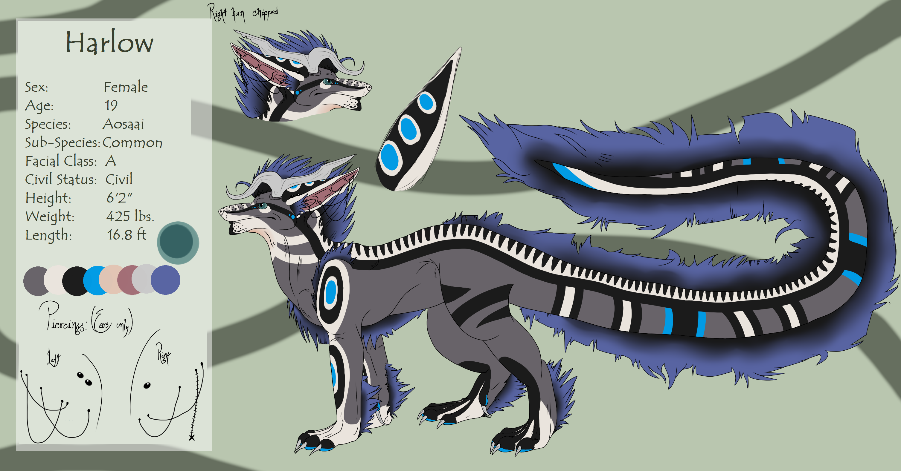 Harlow Dragon Form Reference Sheet