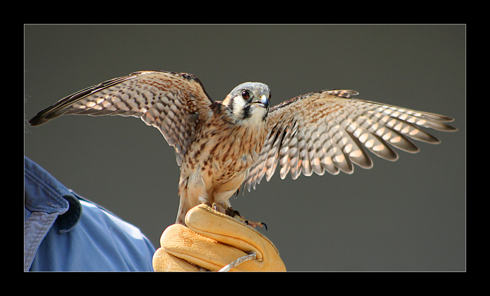 Kestrel