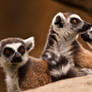 Inquisitive Lemurs