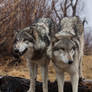 Brother Wolves Two