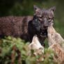 Dharma and Pups