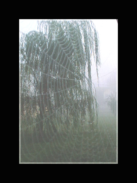 A Web In The Fog