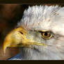 Eagle Eye