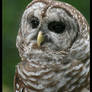 The Barred Owl