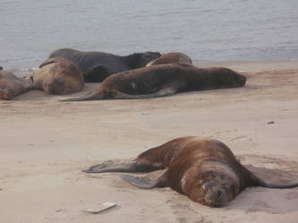 sea lion