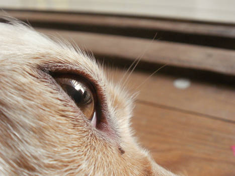 dog s eye