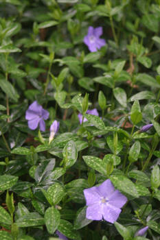 Vinca minor