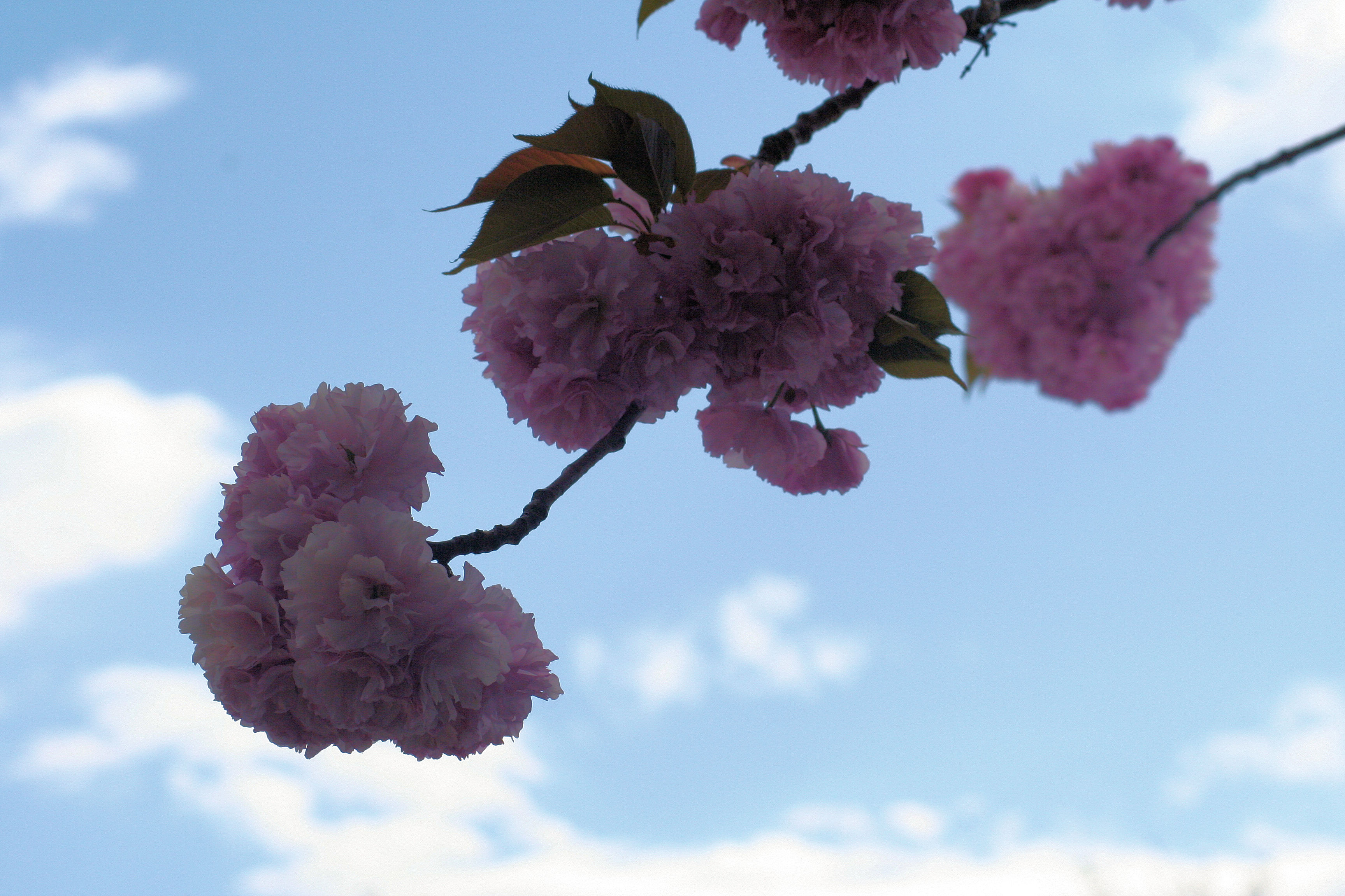 Blooming Trees - 1 of 6