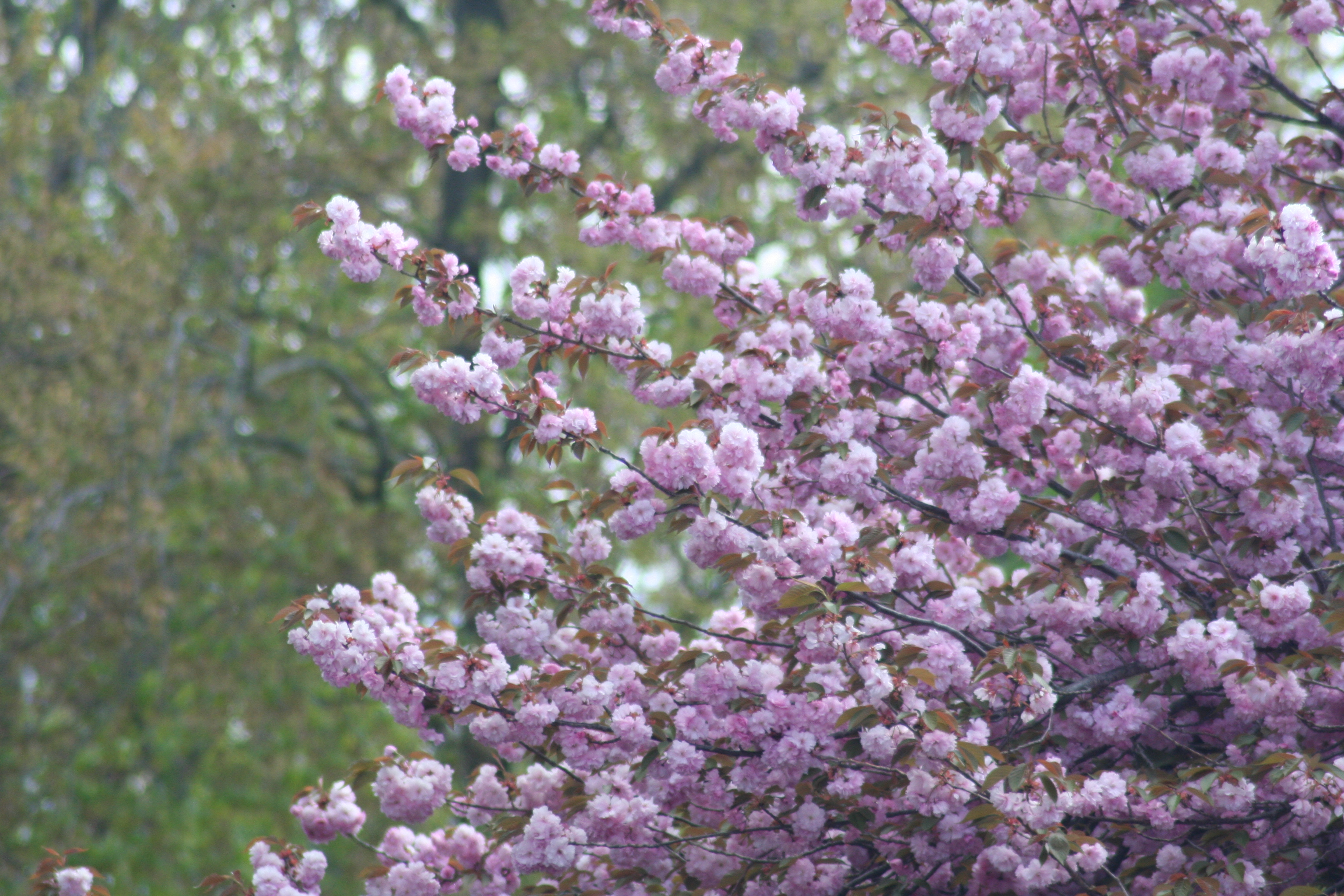 Blooming Trees - 2 of 6