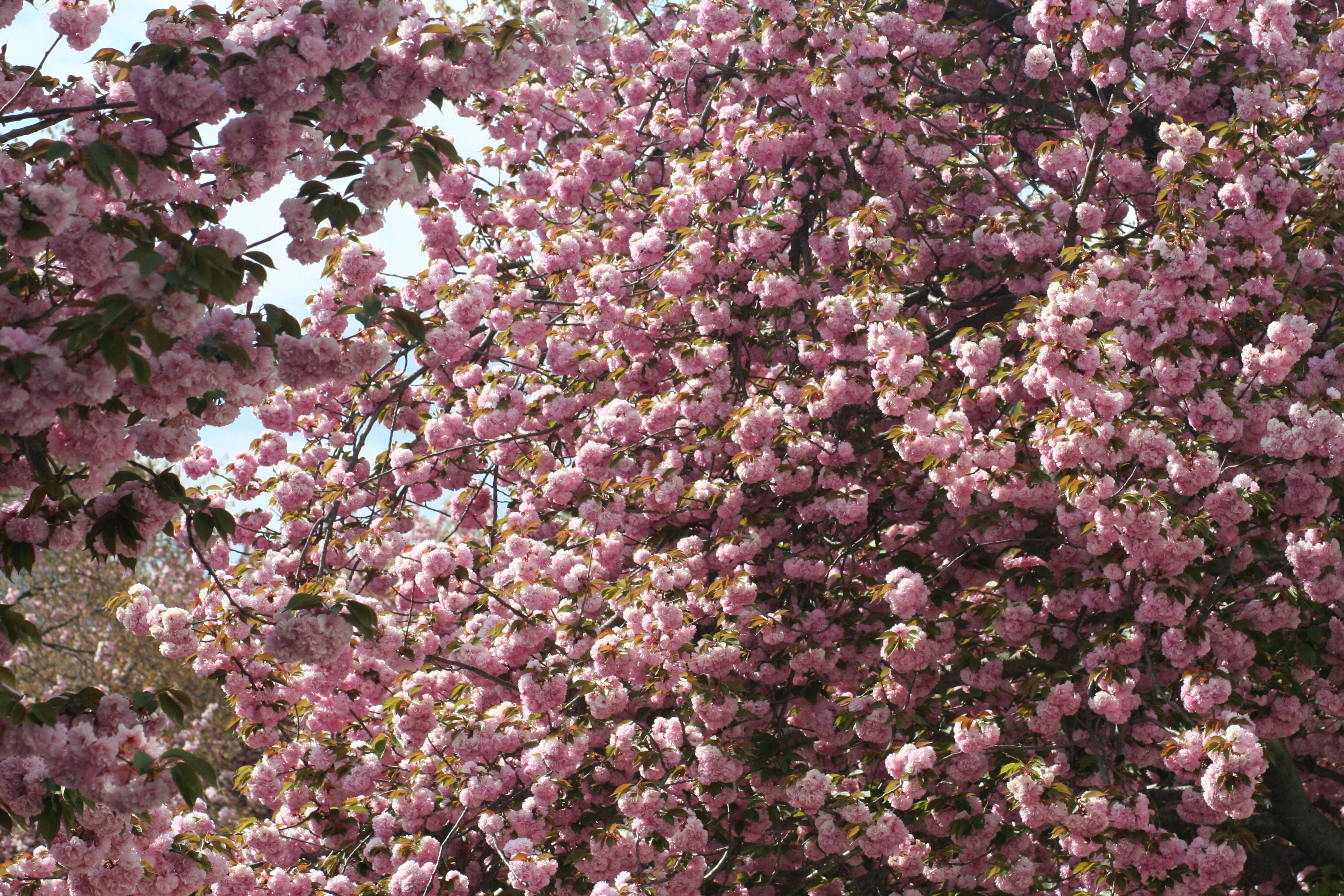 Blooming Trees - 3 of 6