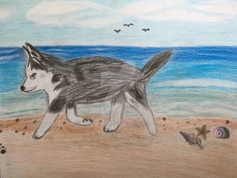 Husky on the Beach