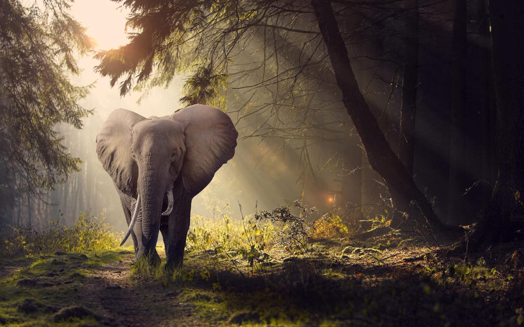 Forest Elephant by ExR34lity