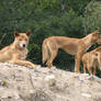 The three dingoes