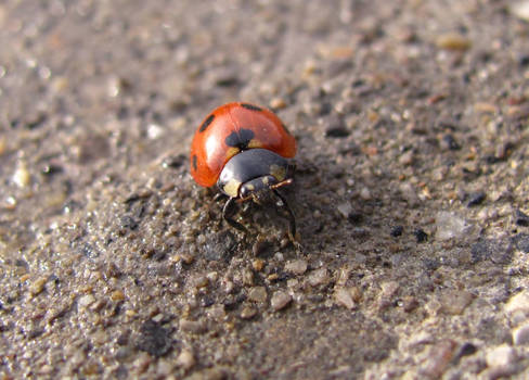 Closeup Ladybug