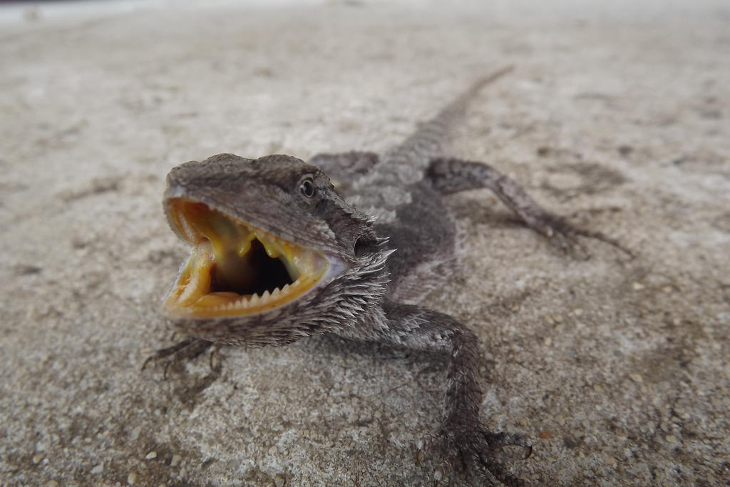 Lizard Anger Angry lizard by TheDarkitty on DeviantArt