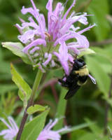 Bee on flower