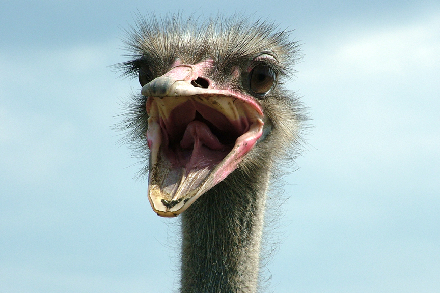 ostrich