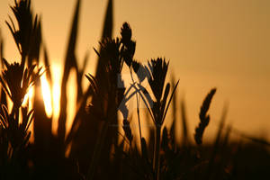 Summer's Evening