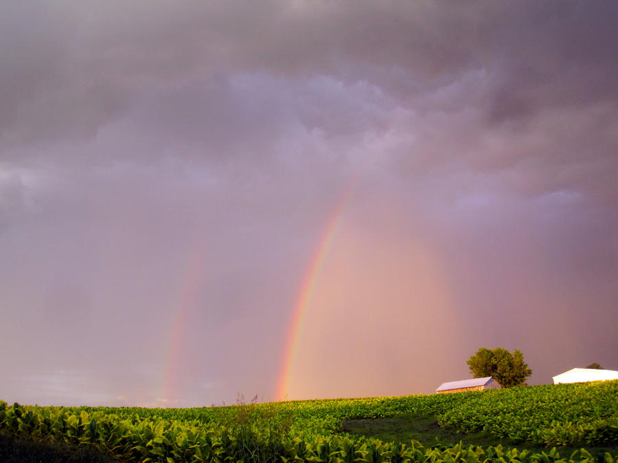 Double Rainbow II