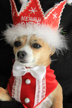 Eddie's Christmas Card Pic 2012